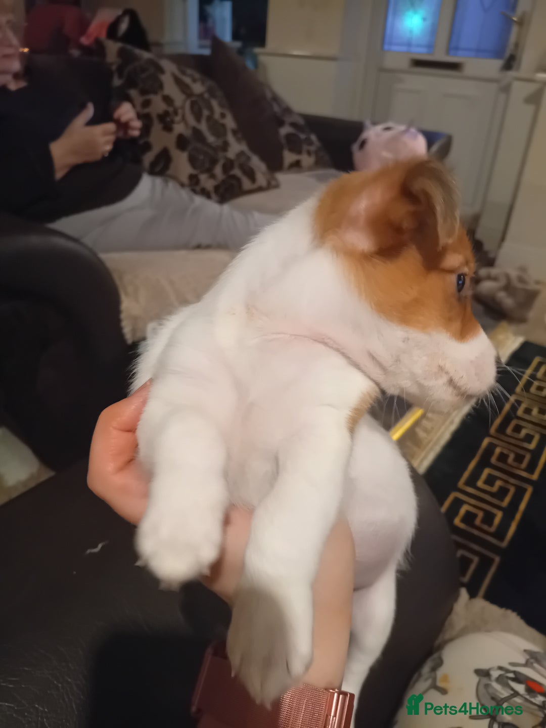 Jack Russell dogs for sale: Puppie Jack russell - Advert 8