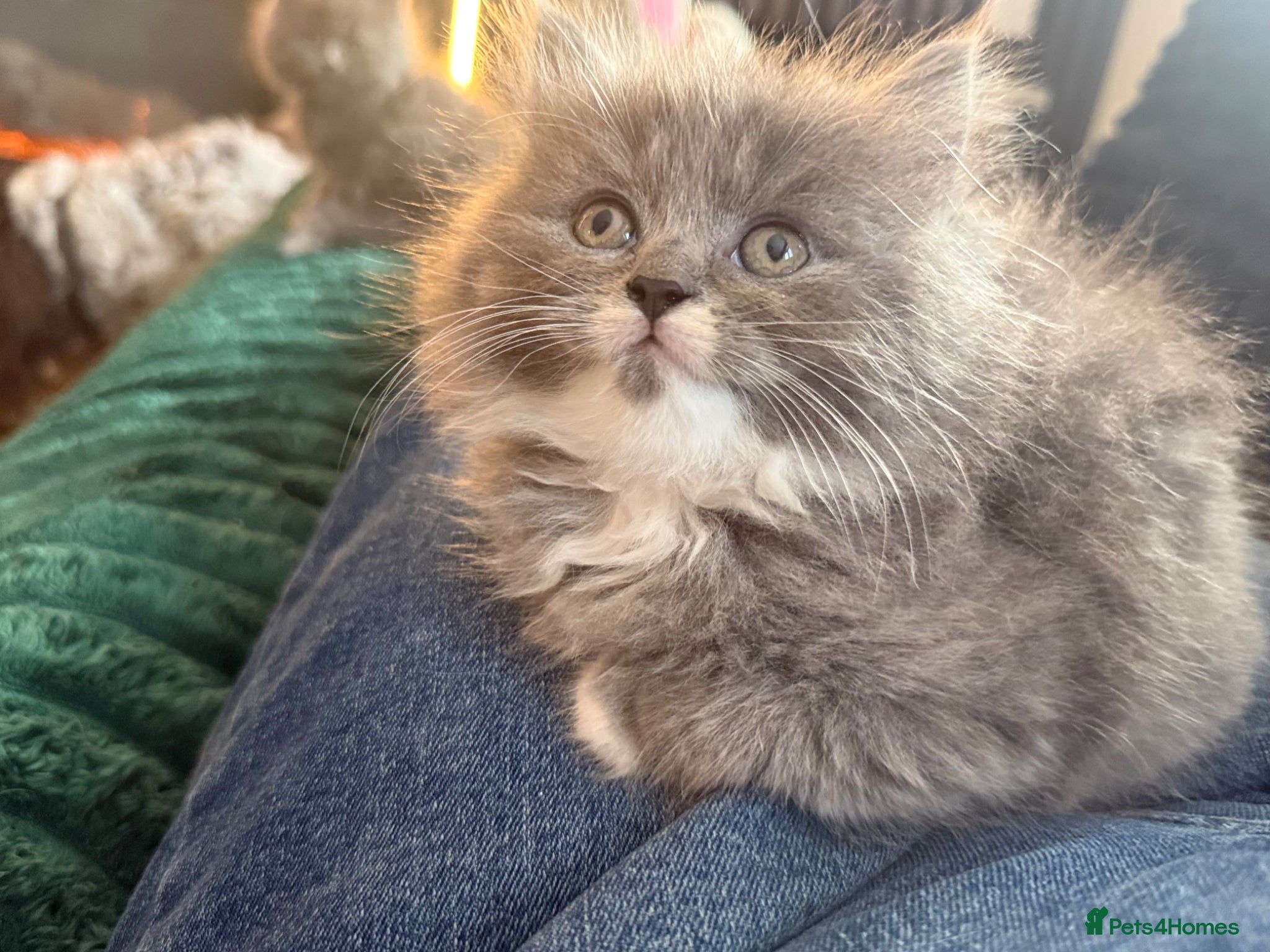 British Longhair cats Stunning British longhair kittens  - Advert 1