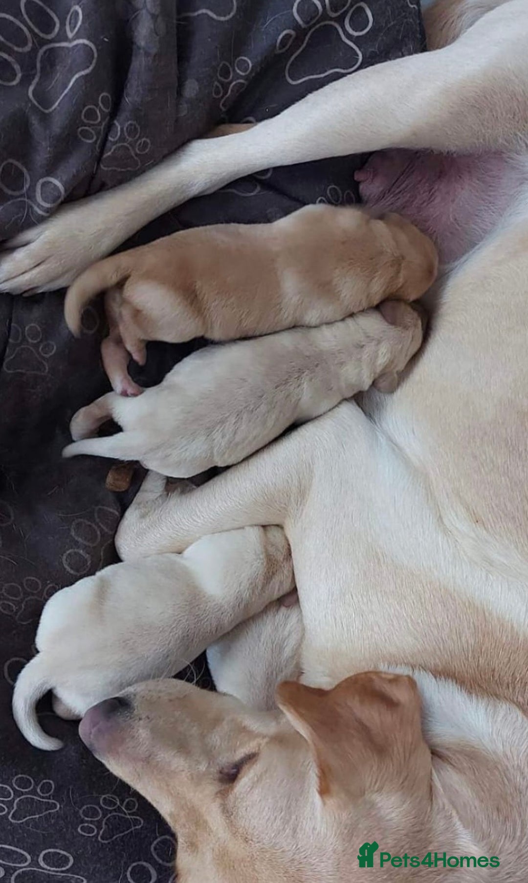 Labrador Retriever dogs for stud: KC Registered Yellow Labrador, Proven Stud  in Coalville - Advert 10