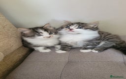 British Shorthair cats for sale: British Short-hair kittens - Image 14