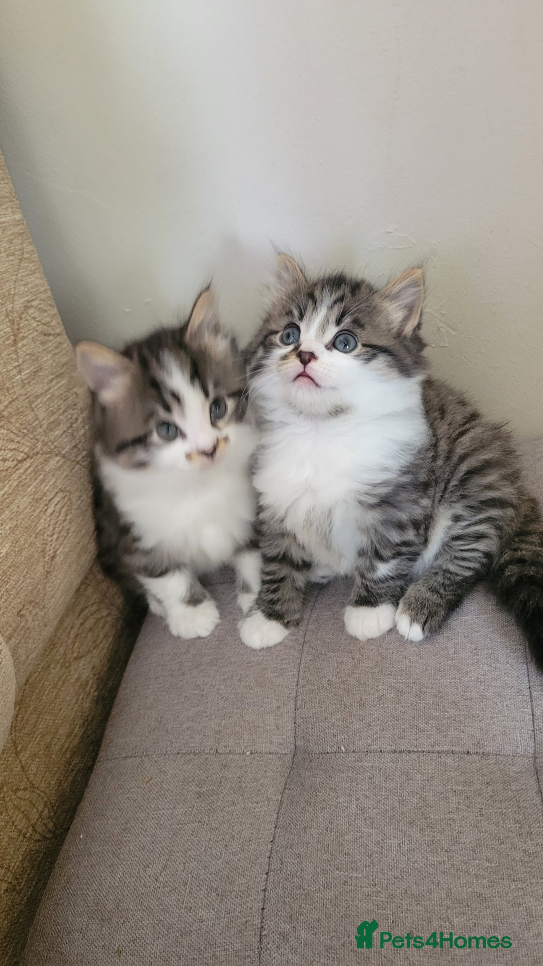 British Shorthair cats for sale: British Short-hair kittens - Image 14