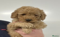 Cavapoo dogs for sale: Fully DNA Health Tested Cavapoo Puppies - Image 14