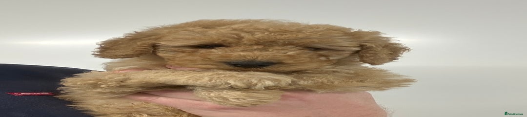 Cavapoo Puppy 3