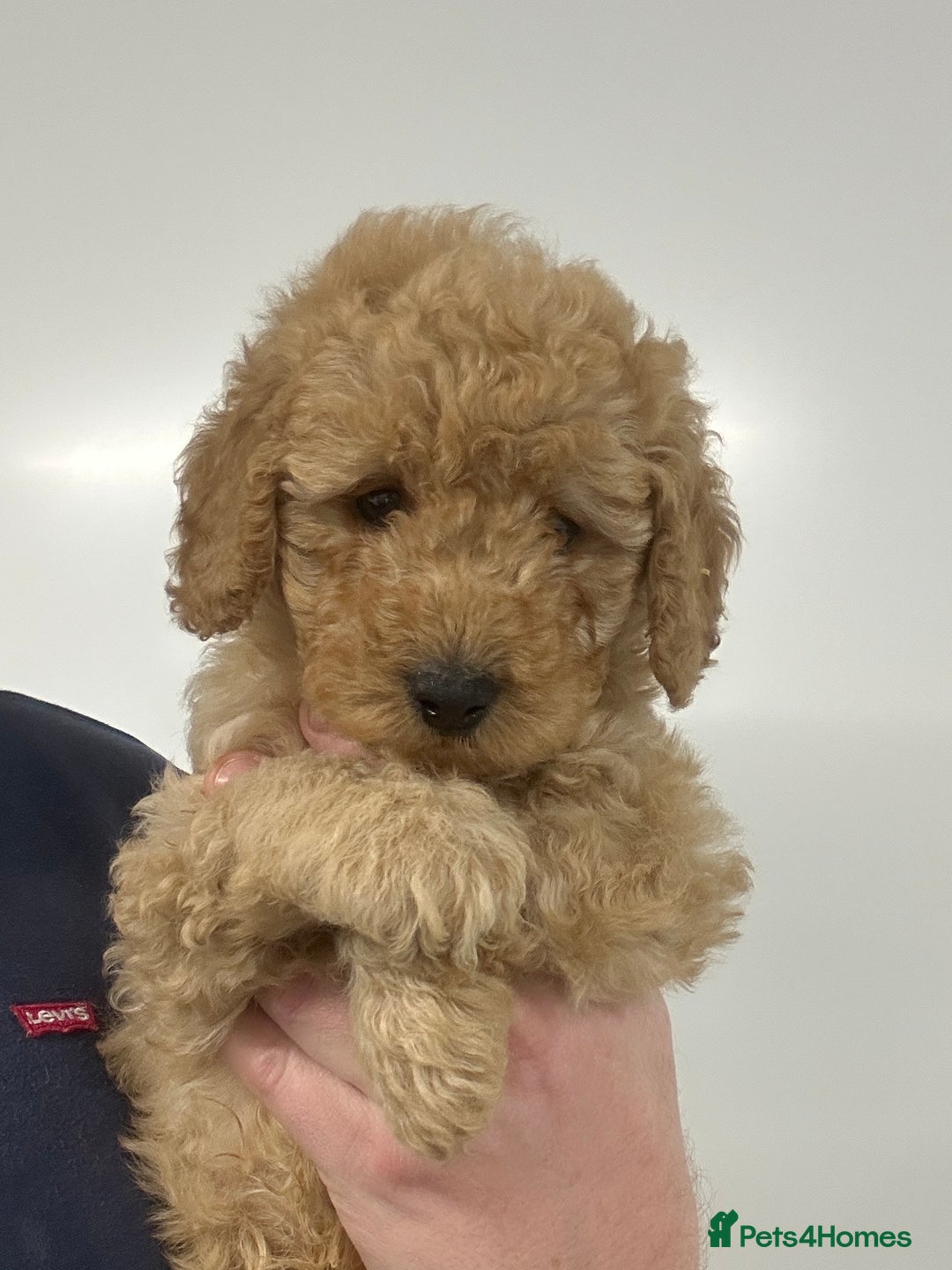 Cavapoo dogs for sale: Fully DNA Health Tested Cavapoo Puppies - Image 14