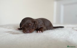 Bordoodle dogs for sale: OUTSTANDING *TRI COLOUR* MINIATURE BORDOODLES - Image 31
