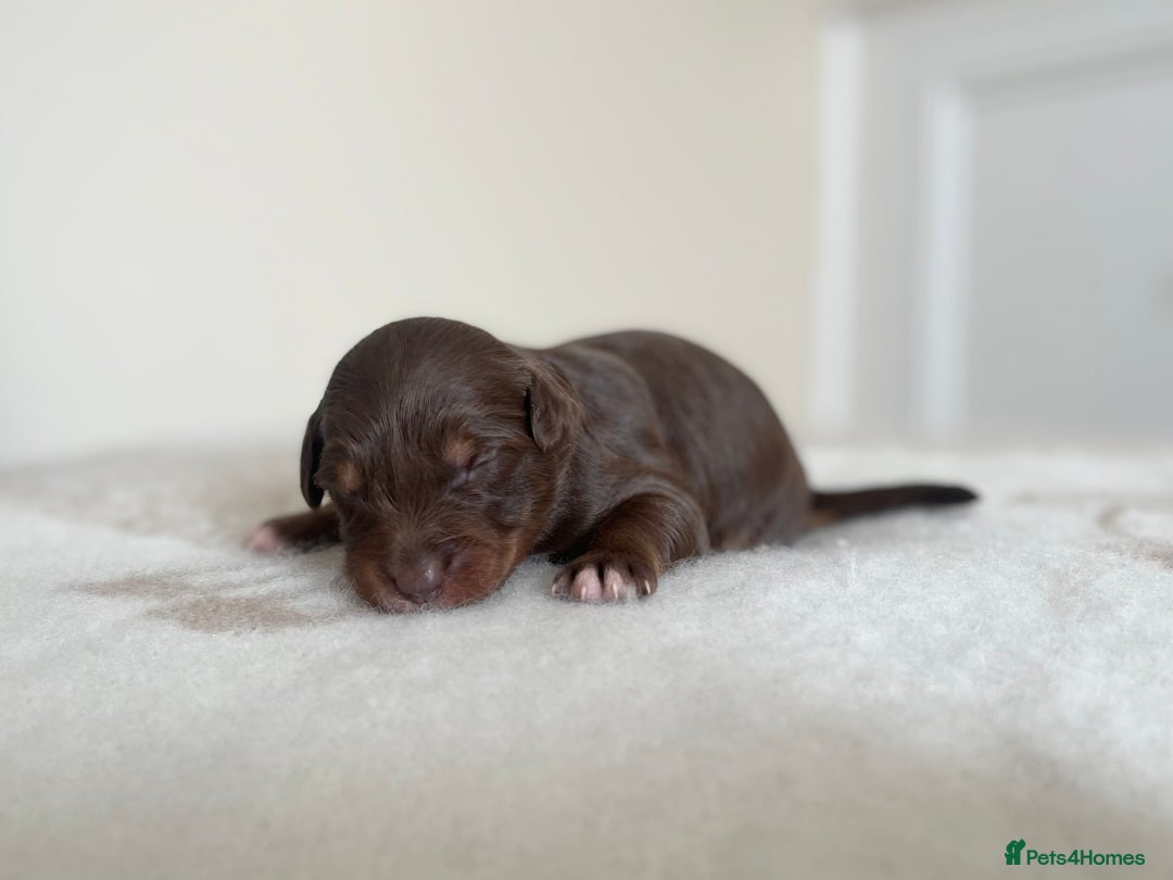 Bordoodle dogs for sale: OUTSTANDING *TRI COLOUR* MINIATURE BORDOODLES - Image 31