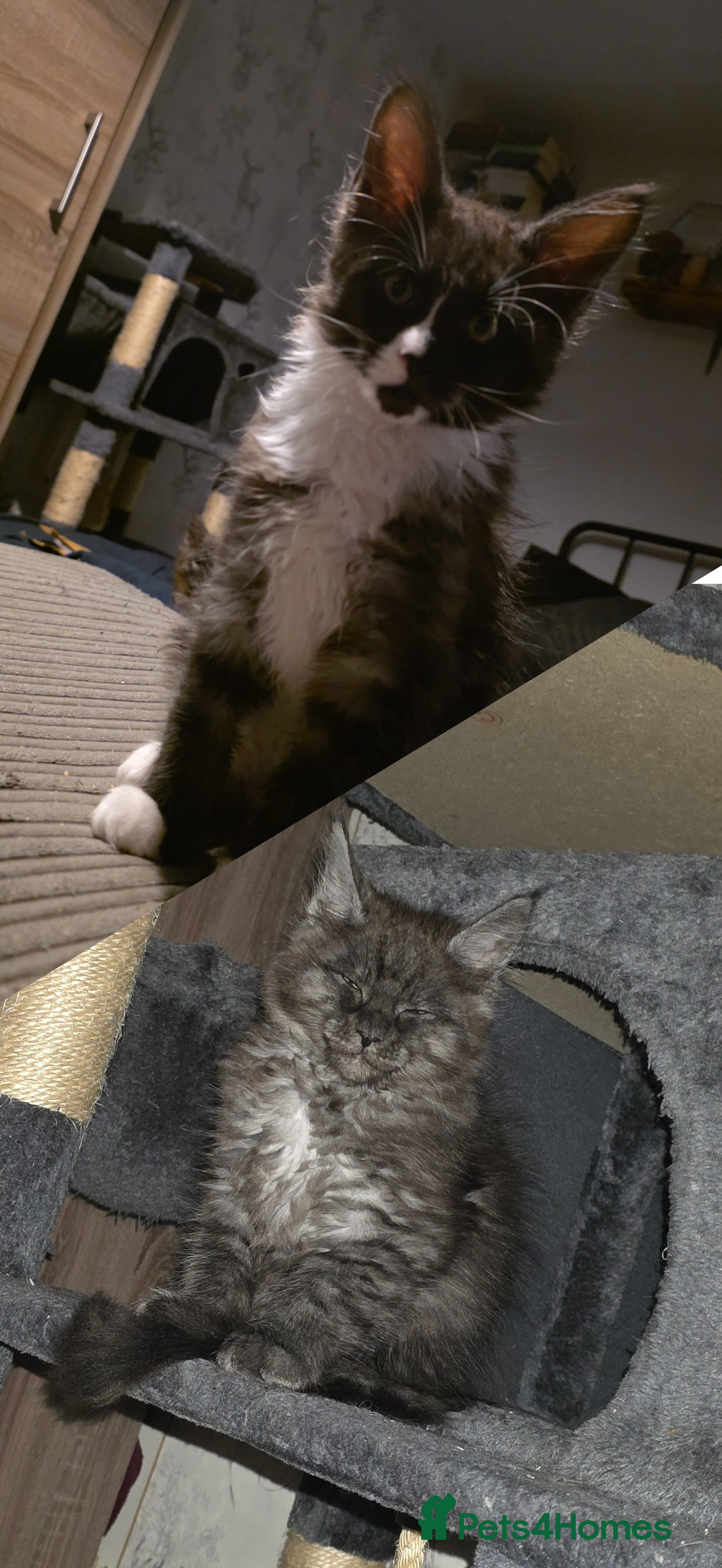 Maine Coon cats Beautiful Maine Coon Kittens *ready 01/03/2026* - Advert 18