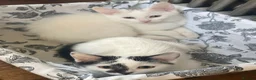 Turkish Van cats for sale: Gorgeous Turkish Van Kittens in Potters Bar - Advert 36