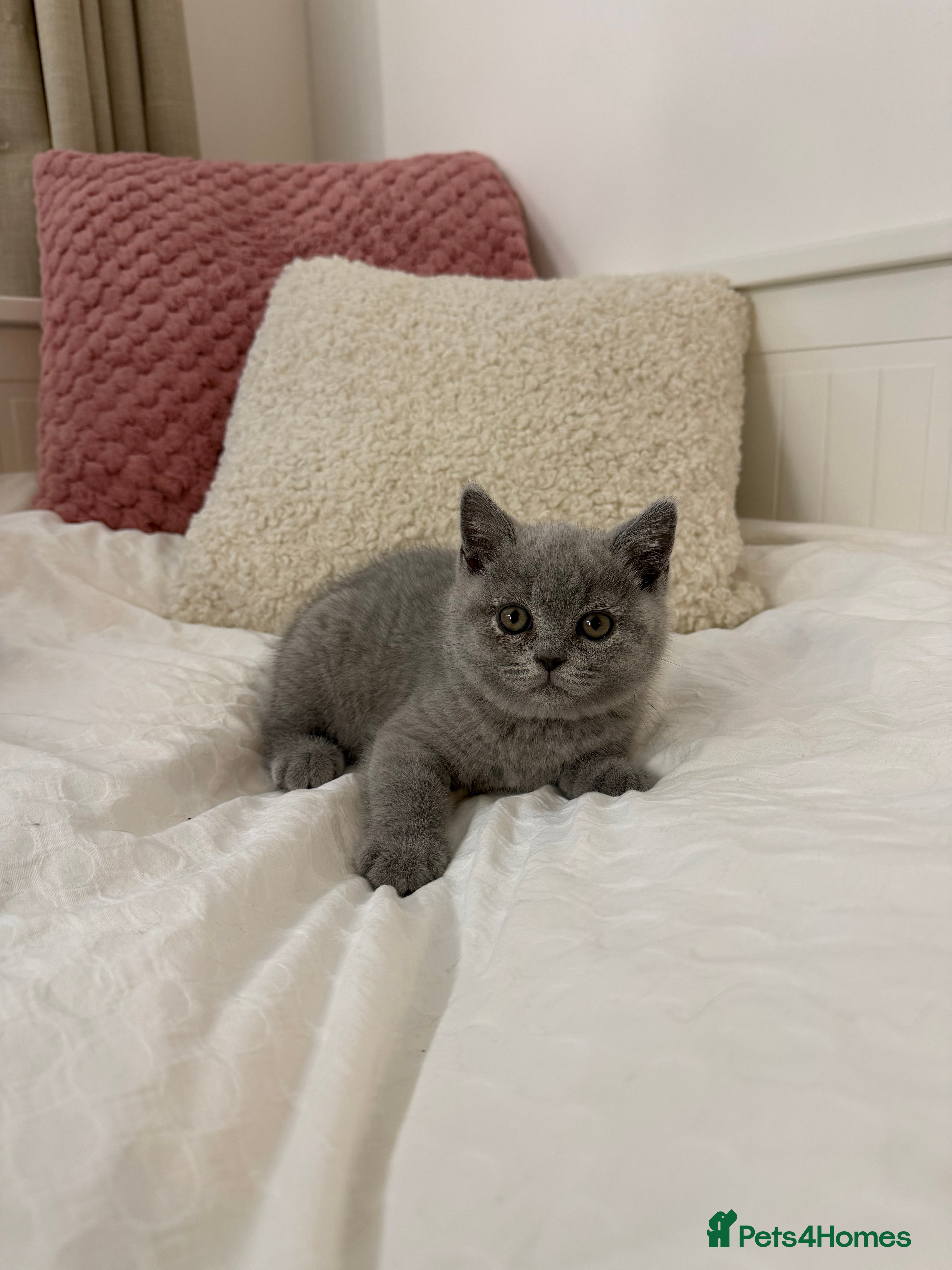 British Shorthair cats Four Gorgeous British Shorthair Kittens - Advert 2
