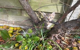 Bengal cats for sale: Bengal x Persian kittens - Image 8