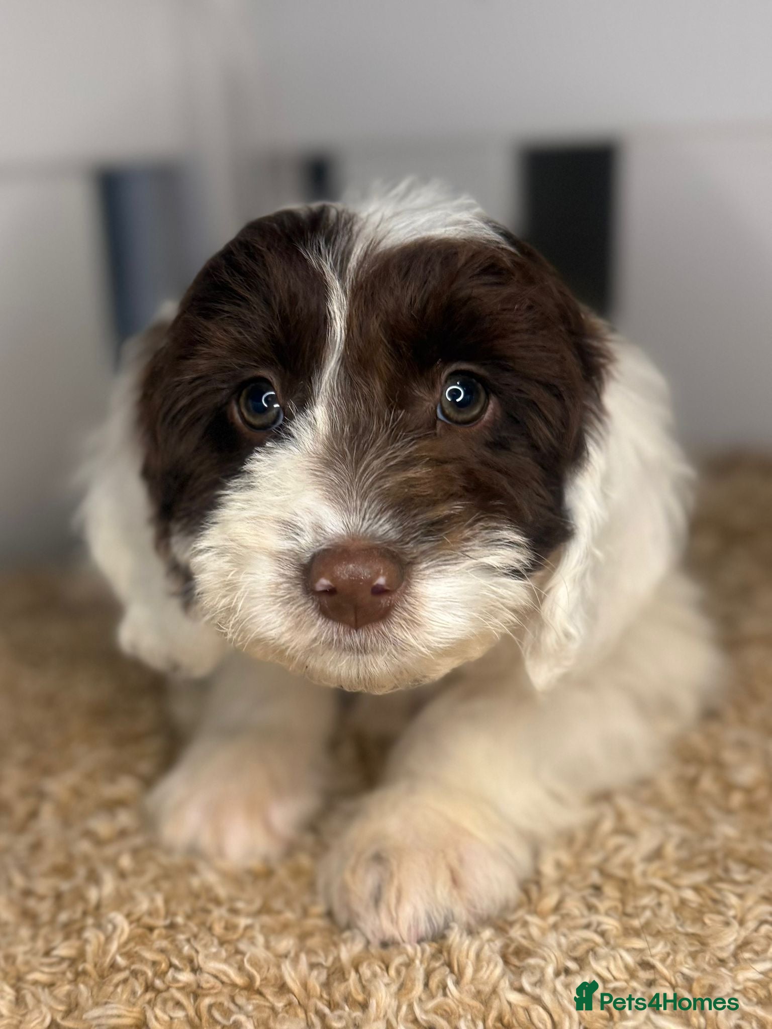 Cockapoo dogs Healthy & Happy Cockapoos ✨ - Advert 1