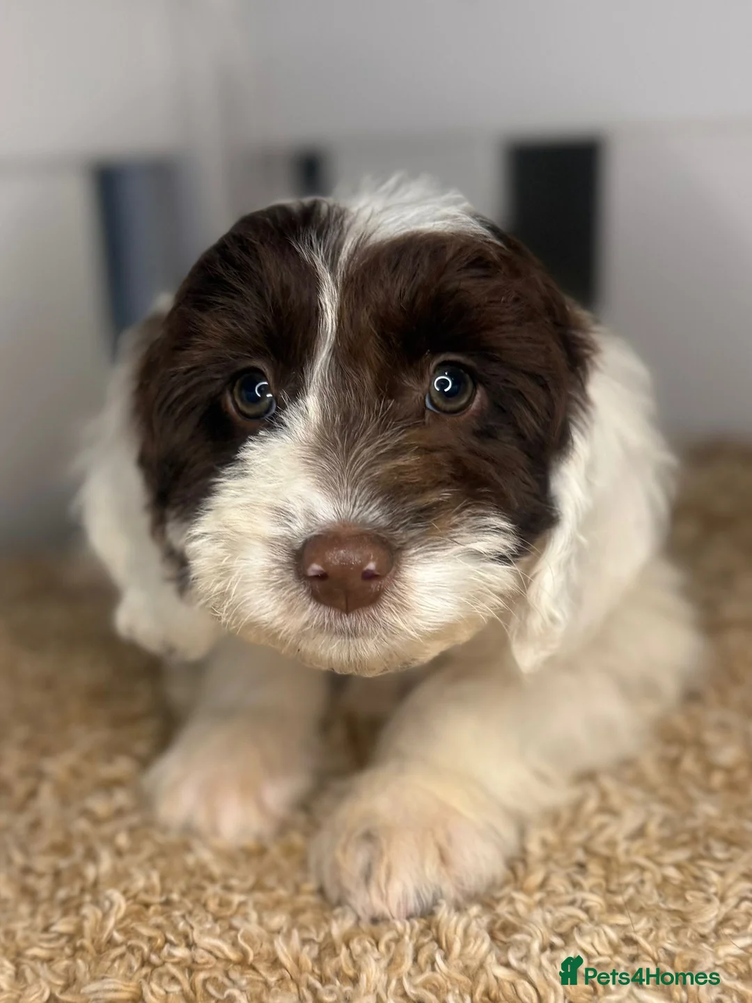 Cockapoo dogs for sale: Healthy & Happy Cockapoos ✨ - Advert 1