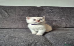 British Shorthair cats for sale: TICA Blue/gold/silver colourpoint - Image 5