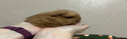 Guinea Pig rodents for sale: Swiss baby boars ready now - Advert 2