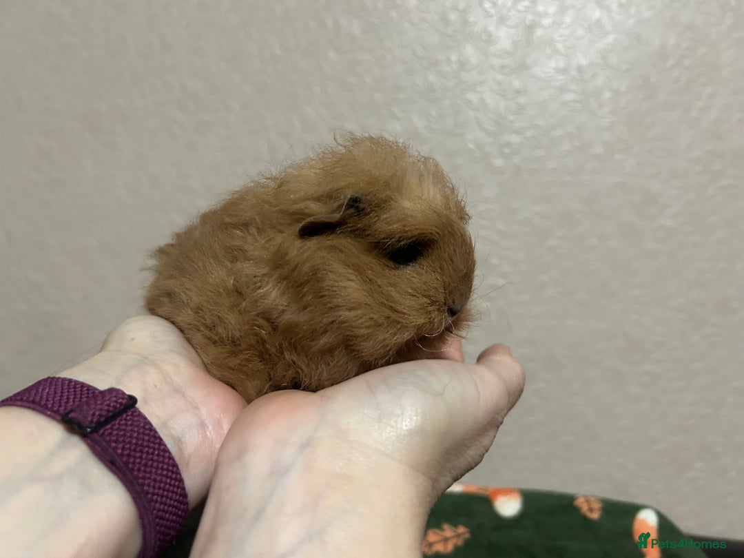 Guinea Pig rodents for sale: Swiss baby boars ready now - Advert 2