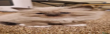Ragdoll 1