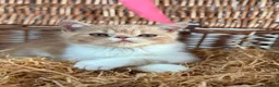 Exotic cats for sale: Stunning exotic kittens high quality m - Advert 20
