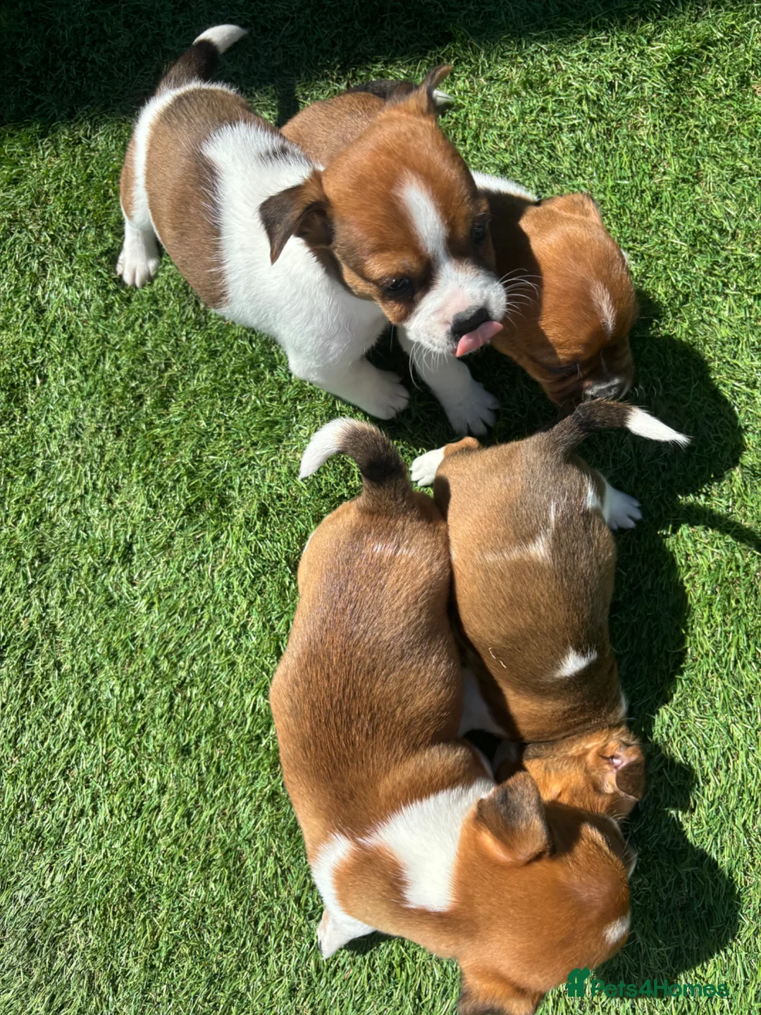 Jack Russell dogs for sale: Jack Russell puppy  - Advert 2