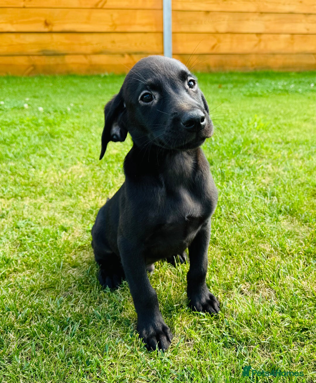 Labrador Retriever dogs for sale: KC registered Fox Red & Black Lab Babies 🐾🐾 in Diss - Image 4
