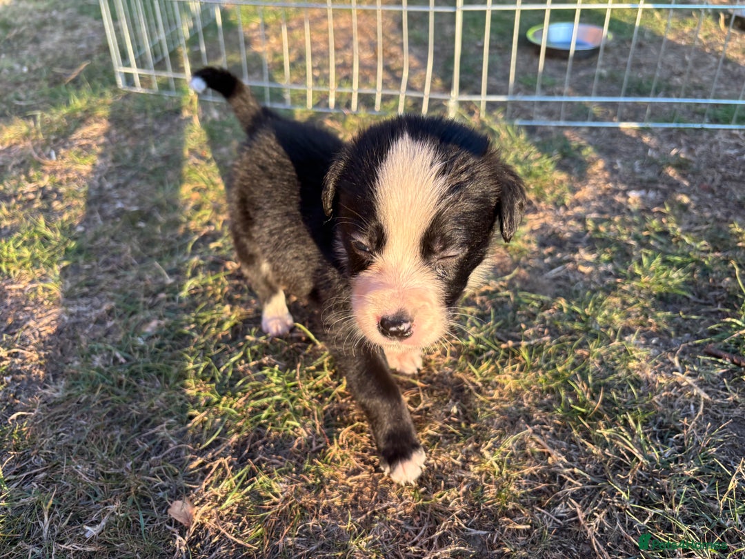 Border Collie dogs for sale: 10 Beautiful Border Collie Puppies - Image 23