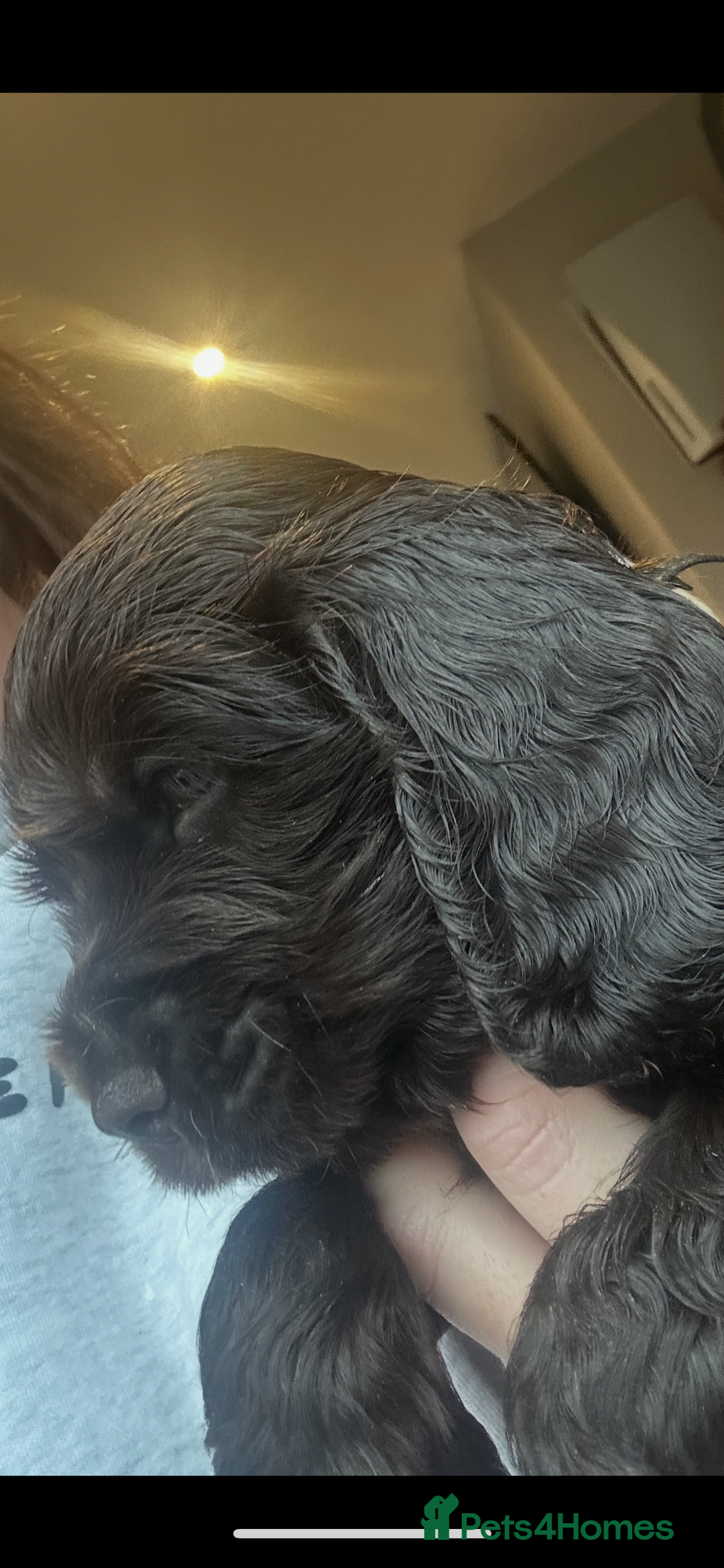 Cocker Spaniel dogs for sale: 💚2 boys available 💚show cocker spaniel puppies  - Advert 25