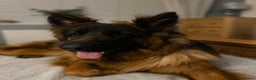 German Shepherd dogs for stud: KENNEL CLUB REGISTERED German Shepherd Stud in Macclesfield - Advert 8