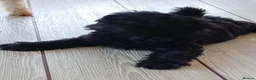Schnoodle dogs for sale: Stunning Schnoodles - Advert 4