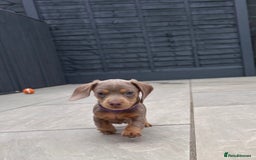 Miniature Dachshund dogs for sale: Isabella & tan miniature smoothcoat daschunds - Image 12