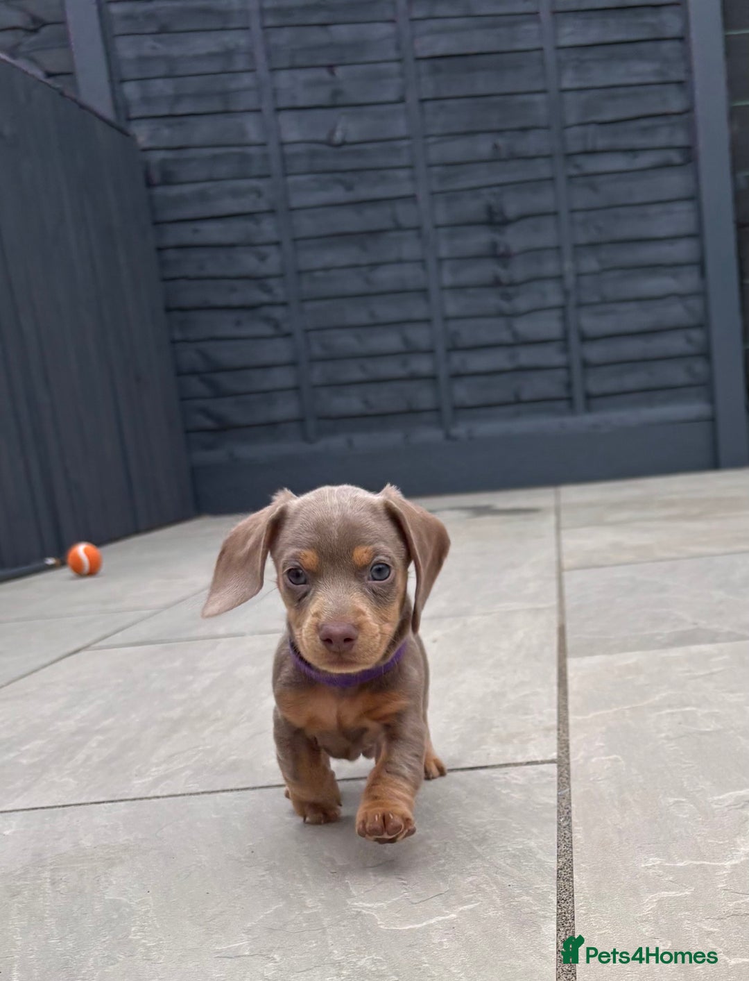 Miniature Dachshund dogs for sale: Isabella & tan miniature smoothcoat daschunds - Image 12