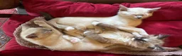 Tonkinese cats for sale: Exquisite Tonkdolls  - Advert 14
