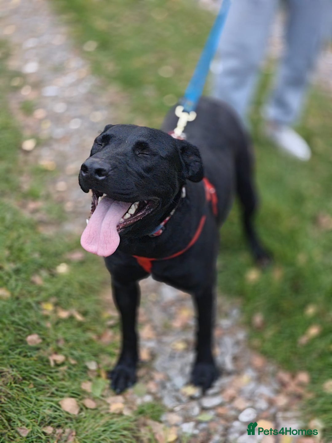 Mixed Breed dogs for adoption: ❤️NICOL❤️- Kind and Joyful 2-3 yo Labrador girl - Advert 3