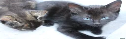 Mixed Breed cats for sale: Beautiful domestic kittens  - Advert 9