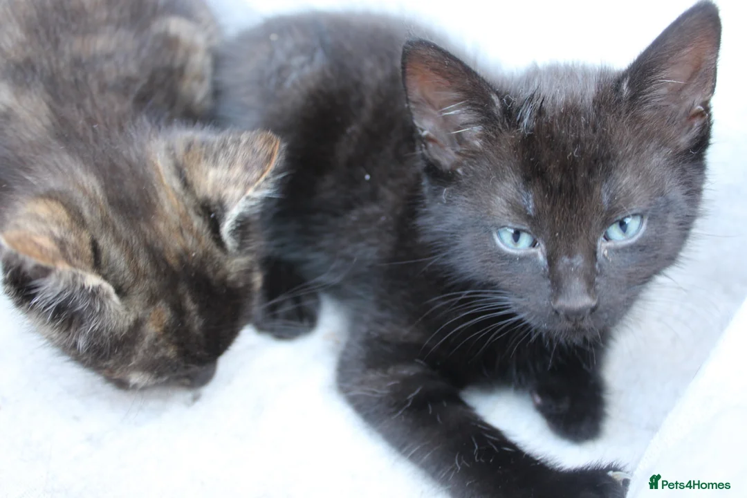 Mixed Breed cats for sale: Beautiful domestic kittens  - Advert 9