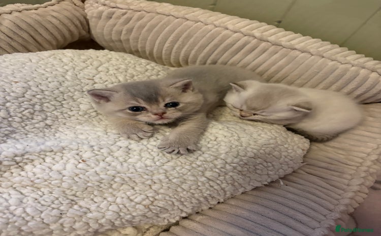 British Shorthair cats - Advert 6
