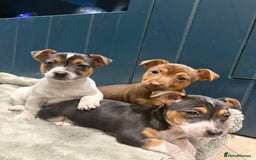 Jack Russell dogs for sale: Jack Russell Puppies - Image 2