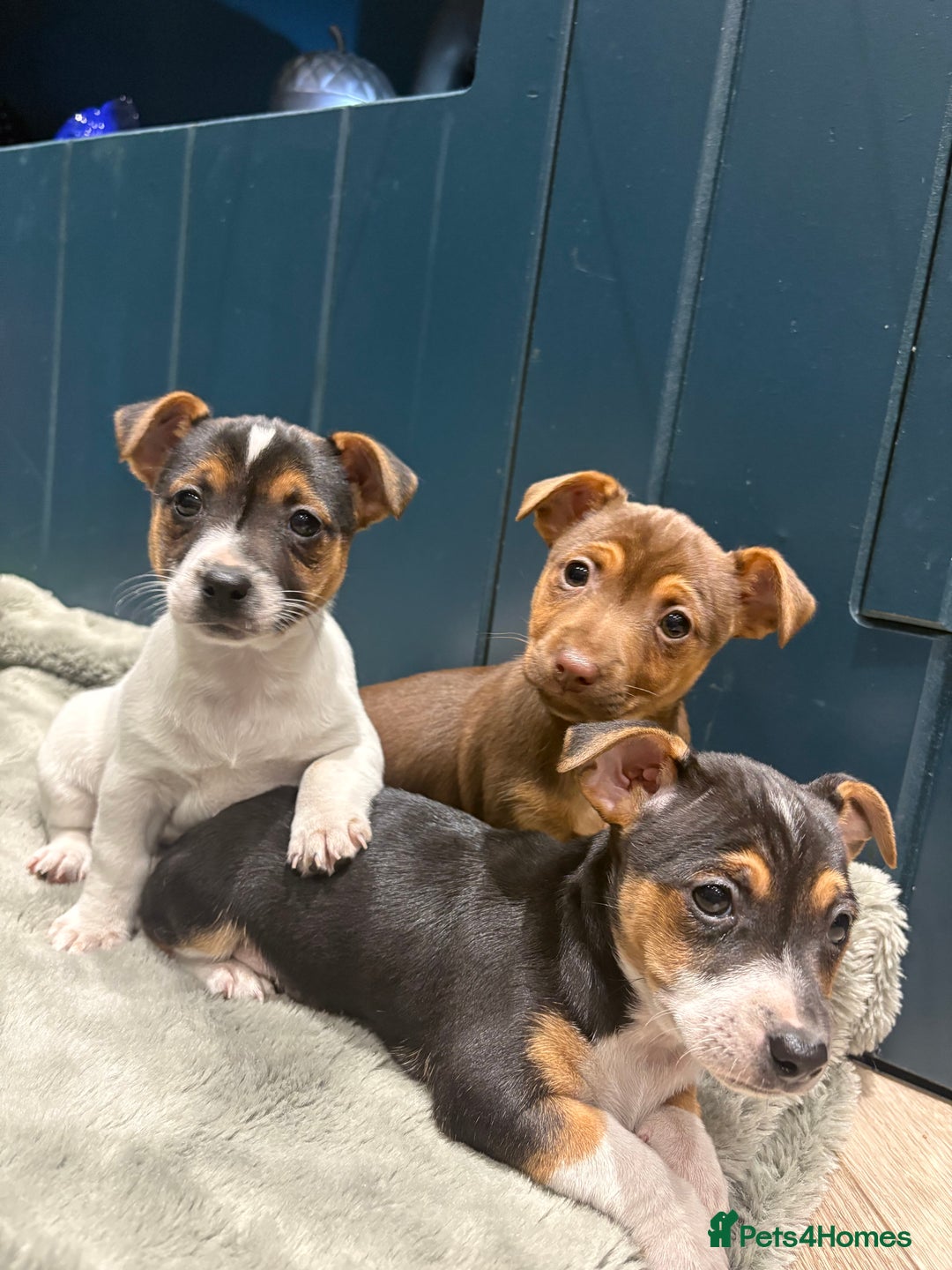 Jack Russell dogs for sale: Jack Russell Puppies - Image 2
