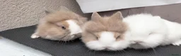 Lionhead rabbits for sale: Pure Lionhead Rabbits, Friendly & Well Handled in Smethwick - Advert 2