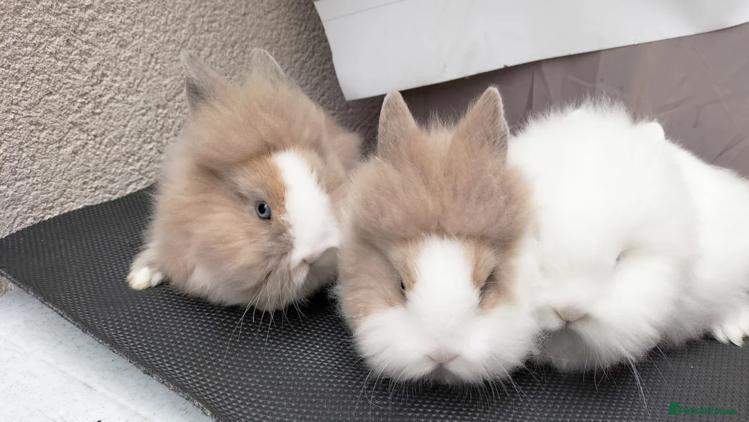 Lionhead rabbits for sale: Pure Lionhead Rabbits, Friendly & Well Handled in Smethwick - Advert 2