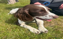 English Springer Spaniel dogs for stud: English springer spaniel stud - Image 2