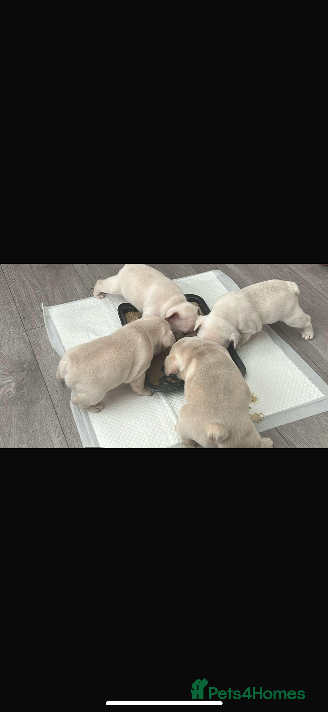 French Bulldog dogs for sale: last girl ready to leave now 🐾⚡️ - Advert 33