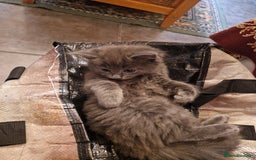 British Shorthair cats for sale: Cute kittens for sale  - Image 15