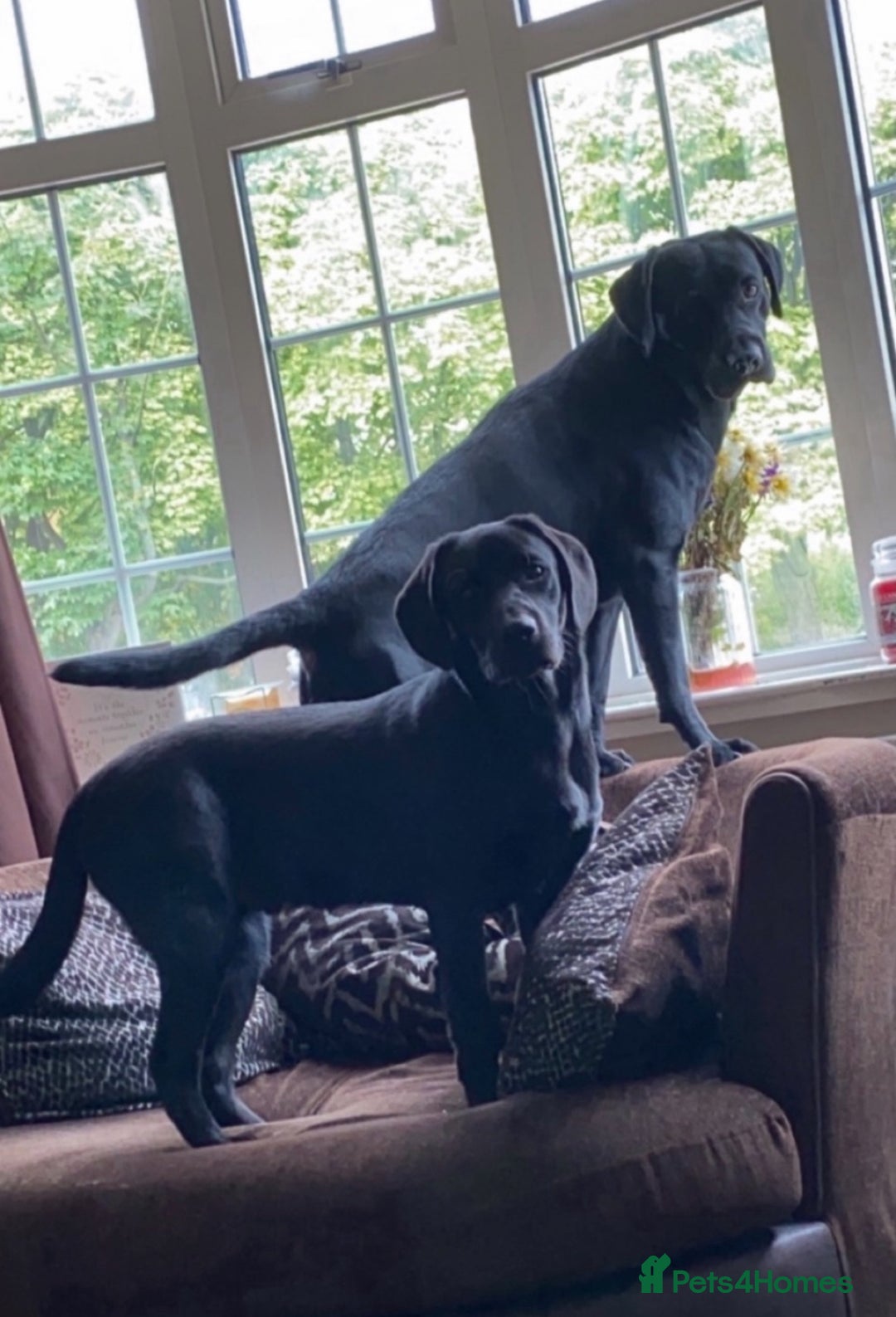 Labrador Retriever dogs for sale: 2 male Labrador’s age 4 and 6 - Advert 1