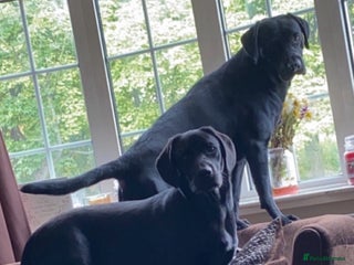 Labrador Retriever dogs - Advert 17