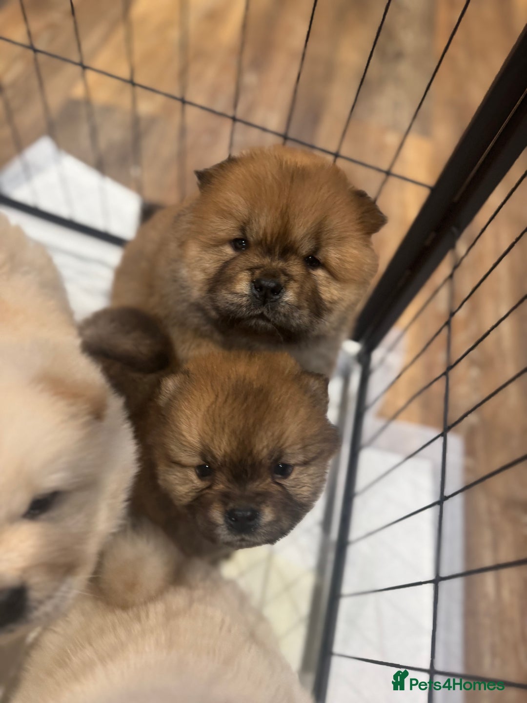 Chow Chow dogs for sale: CHOW CHOW PUPPIES  - Advert 10