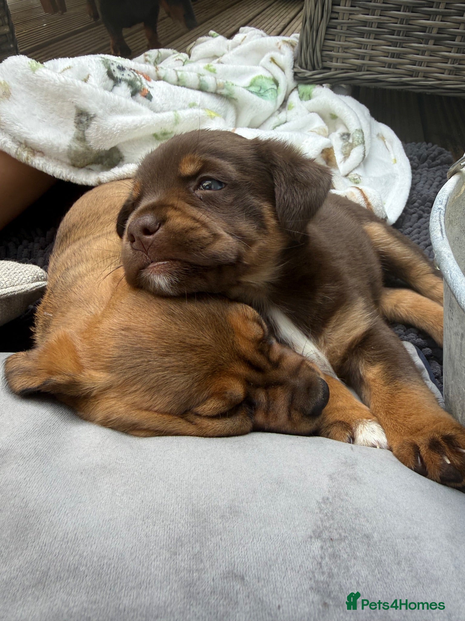 Mixed Breed dogs Beautiful Dachshund Cross Puppies - Advert 6