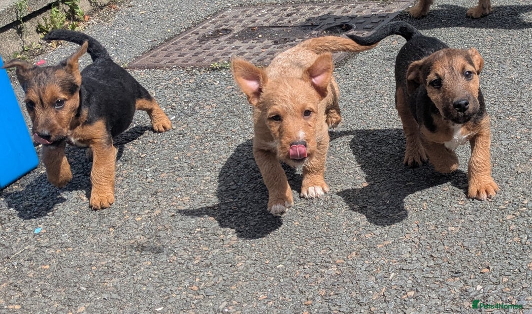 Lakeland Terrier dogs for sale: Beautiful Lakeland Terrier pups for sale  - Image 3