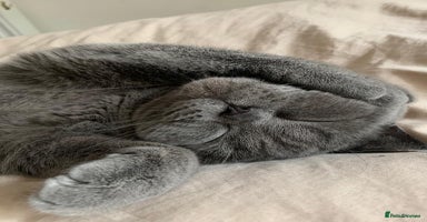 British Shorthair cats - Advert 1