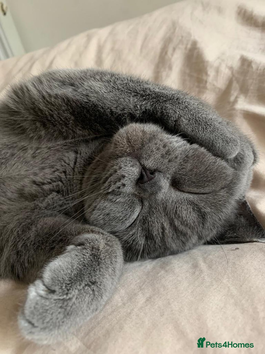 British Shorthair cats for sale: 5yo Elegant British Shorthair seeking Patient Home - Image 3