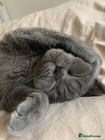 British Shorthair cats - Advert 4