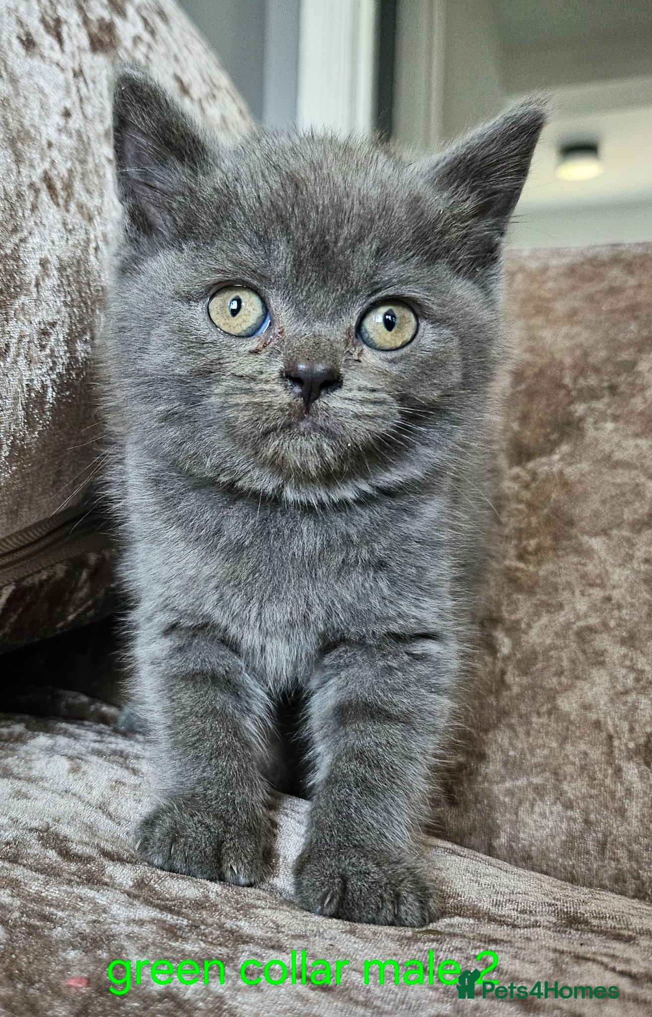 British Shorthair cats 3 pedigree British blue shorthairs ready now - Advert 3
